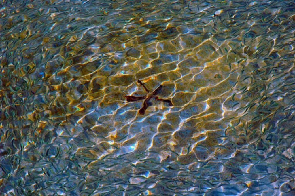 Photo of Others in Savannah Sound