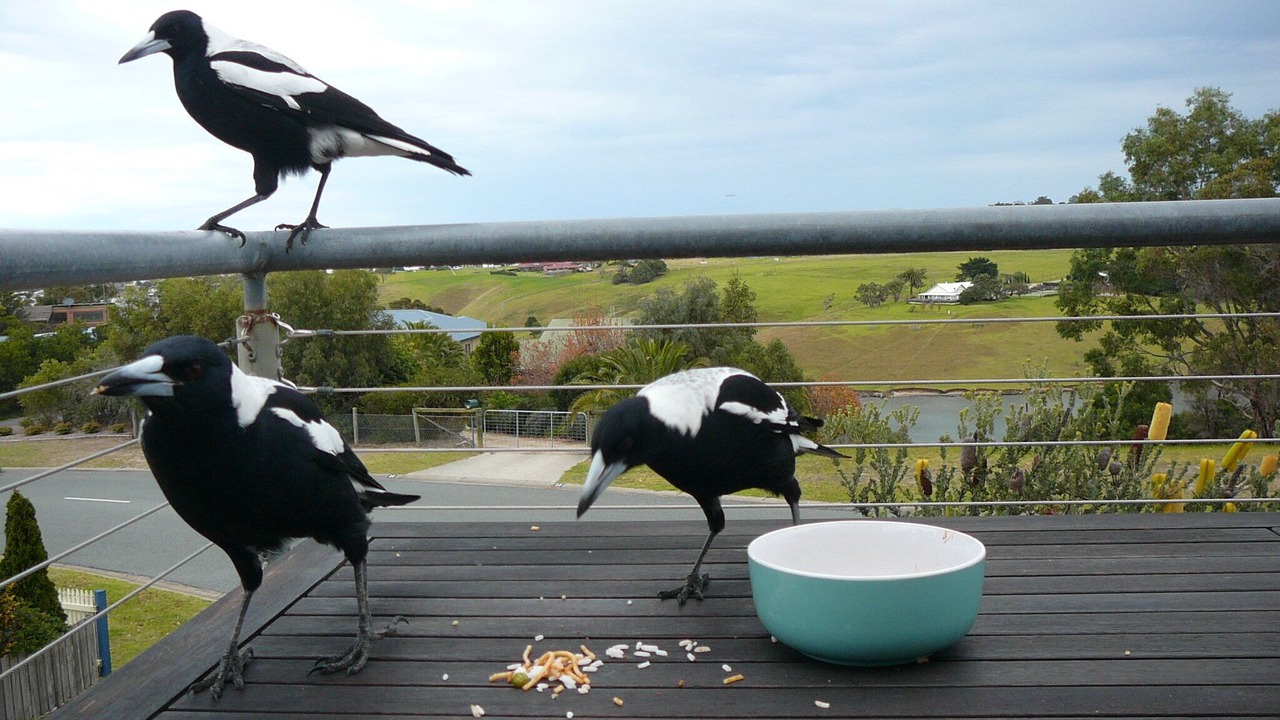 Photo of Others in Lakes Entrance