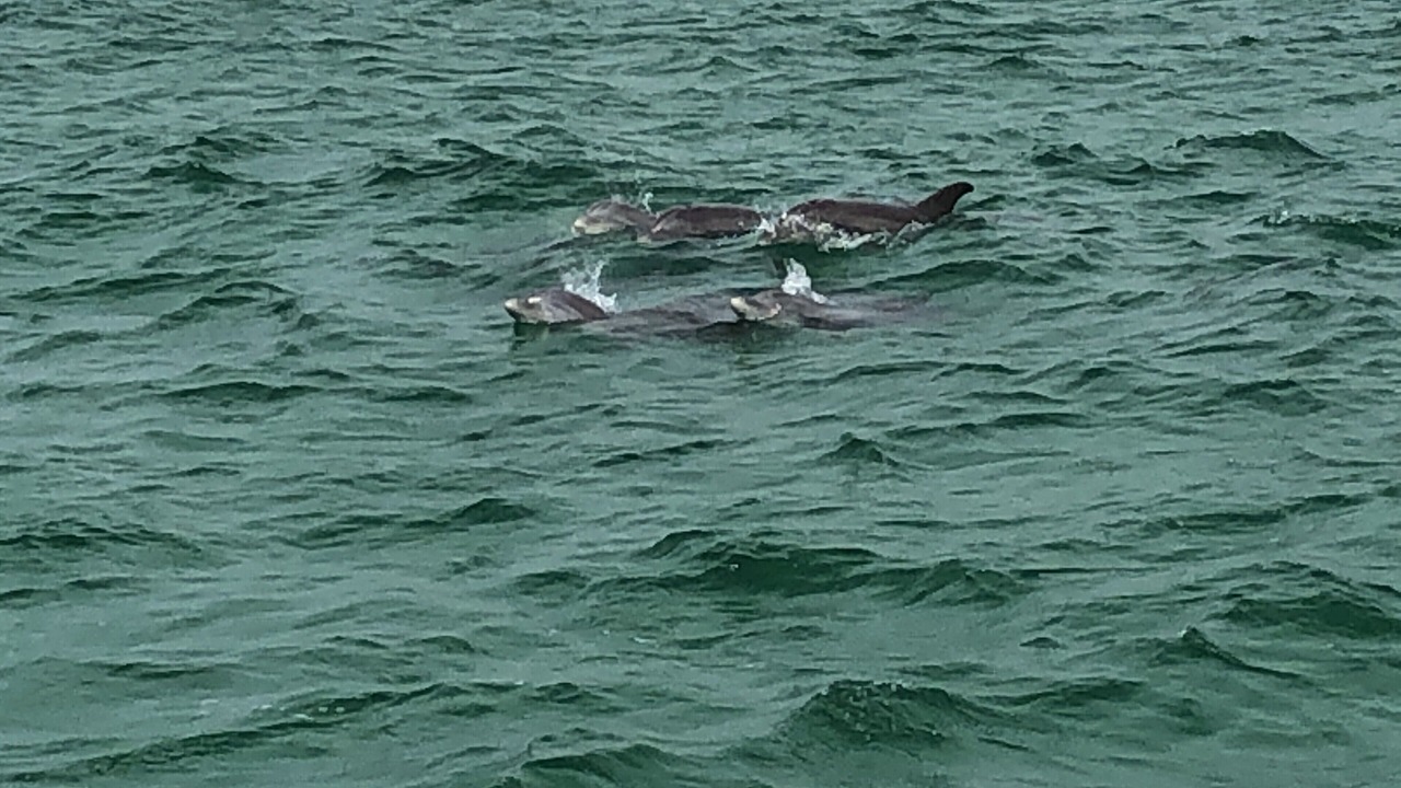 Photo of Others in Florida Panhandle