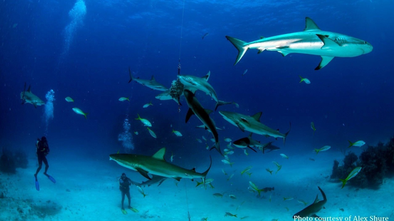 Photo of Others in Staniard Creek