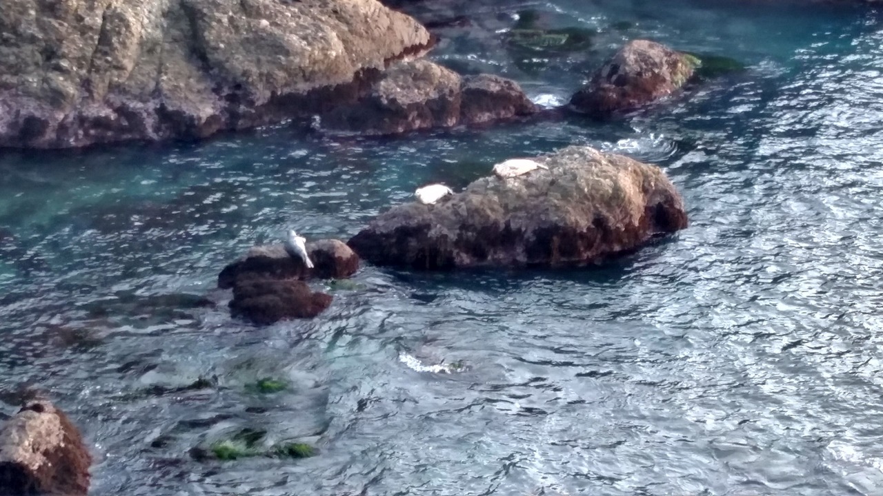 Photo of Others in Sea Ranch