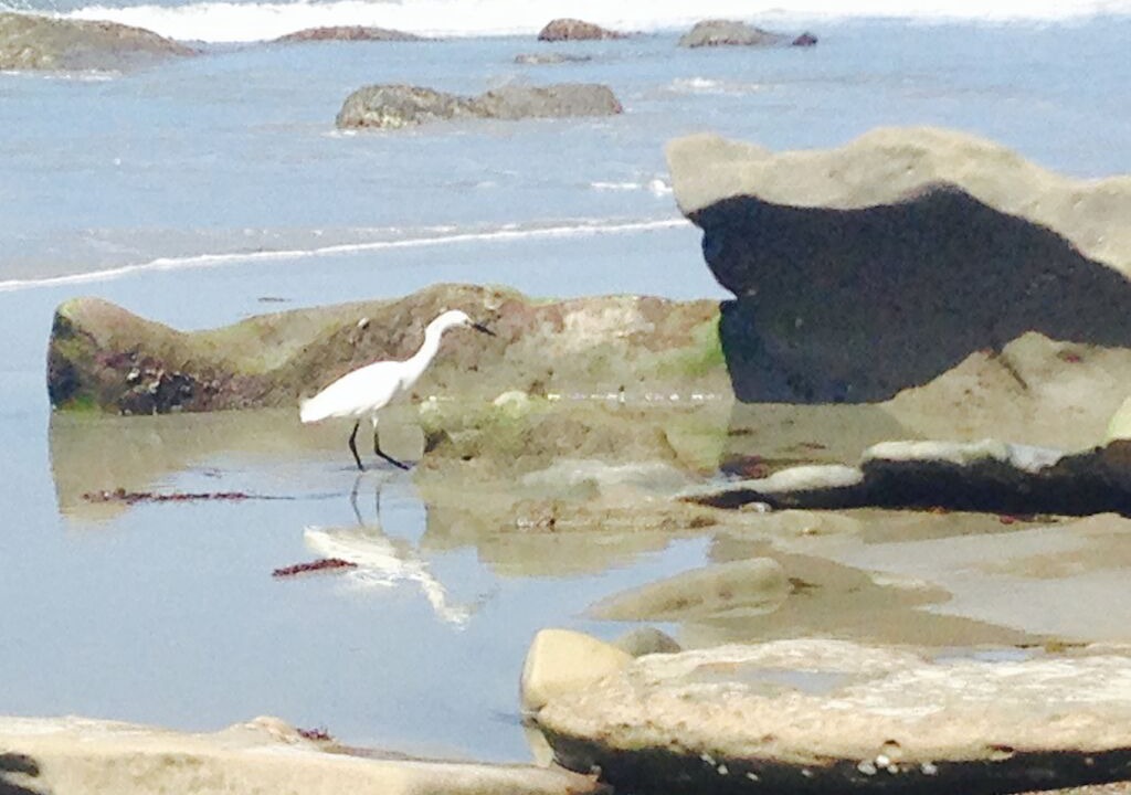 Photo of Others in San Clemente