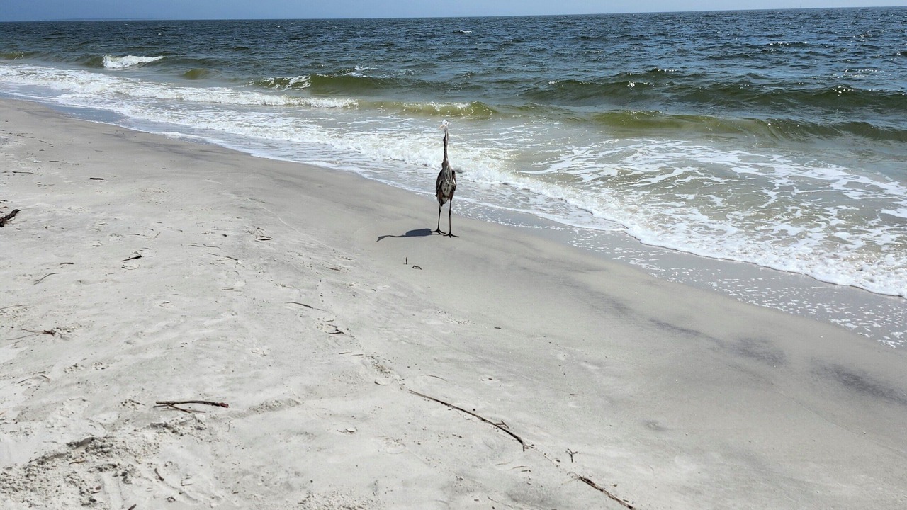 Photo of Others in Dauphin Island