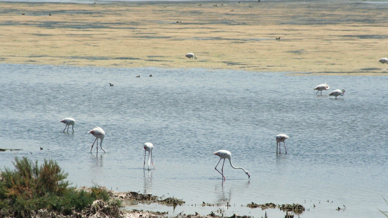Photo of Others in Churriana