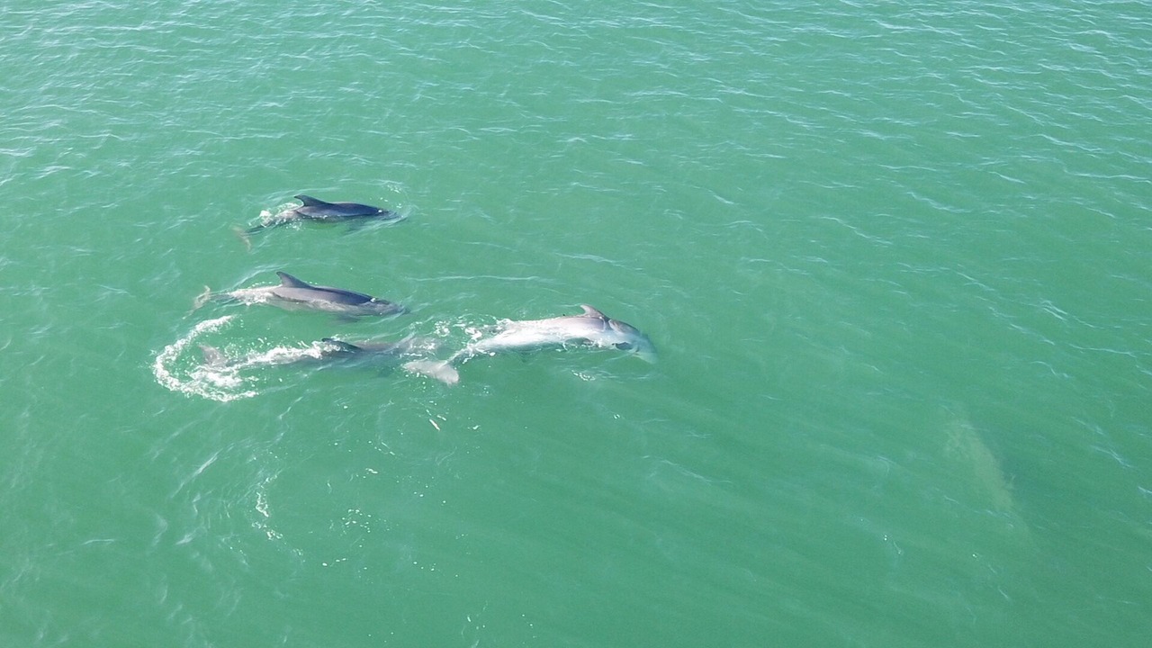 Photo of Others in Cape Breezes