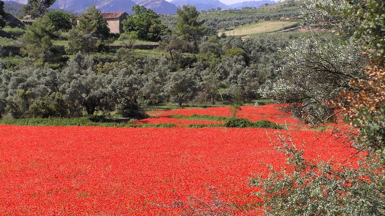 Photo of Others in Torroja del Priorat