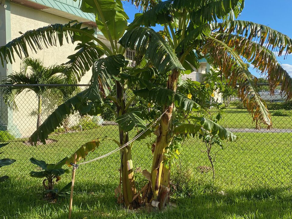 Photo of Outdoor in Lucaya