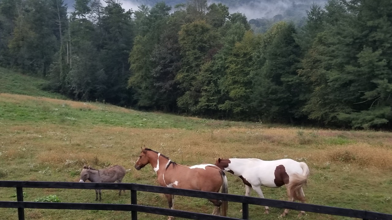 Photo of Others in Hendersonville