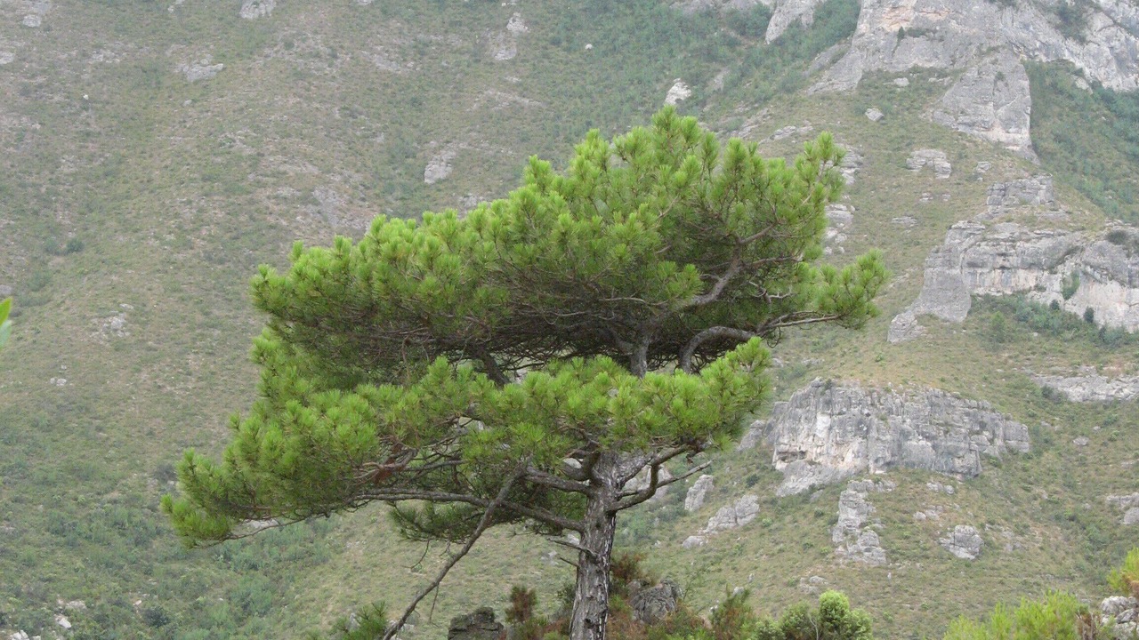 Photo of Outdoor in Torroja del Priorat