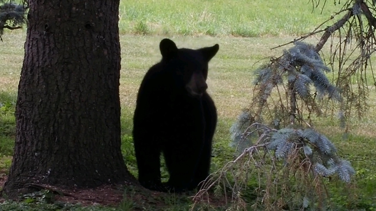 Photo of Others in Swain