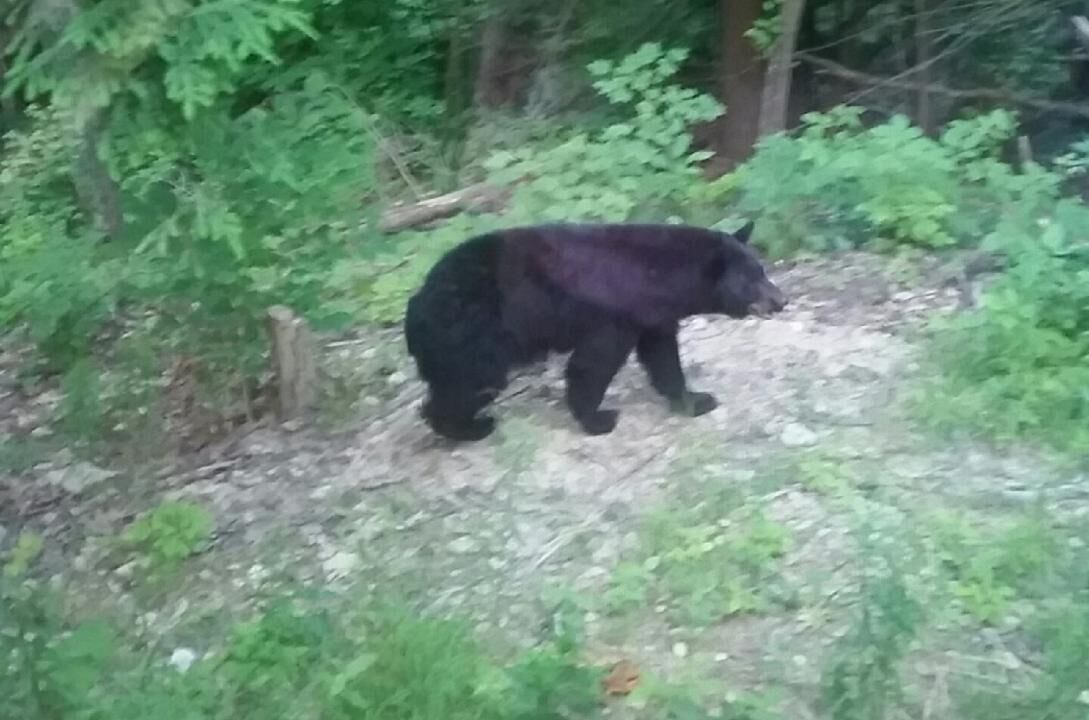 Photo of Others in Swain