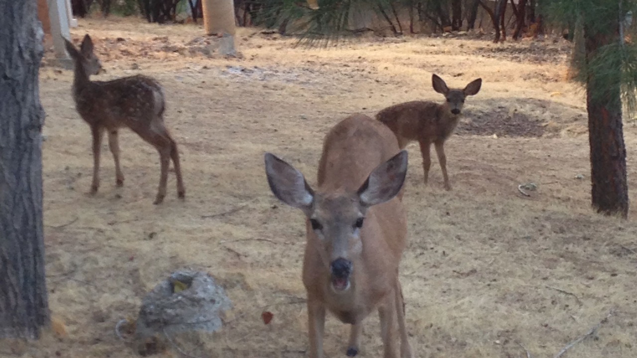 Photo of Others in Groveland