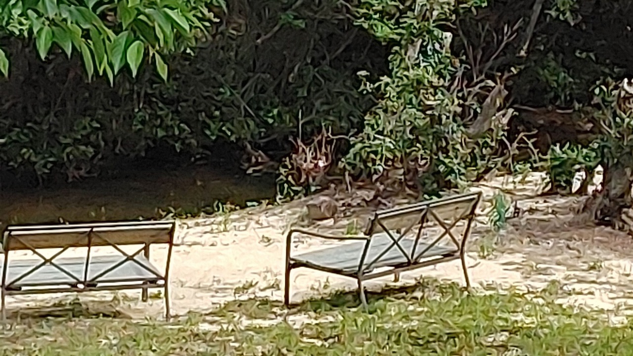 Photo of Others in Mentone