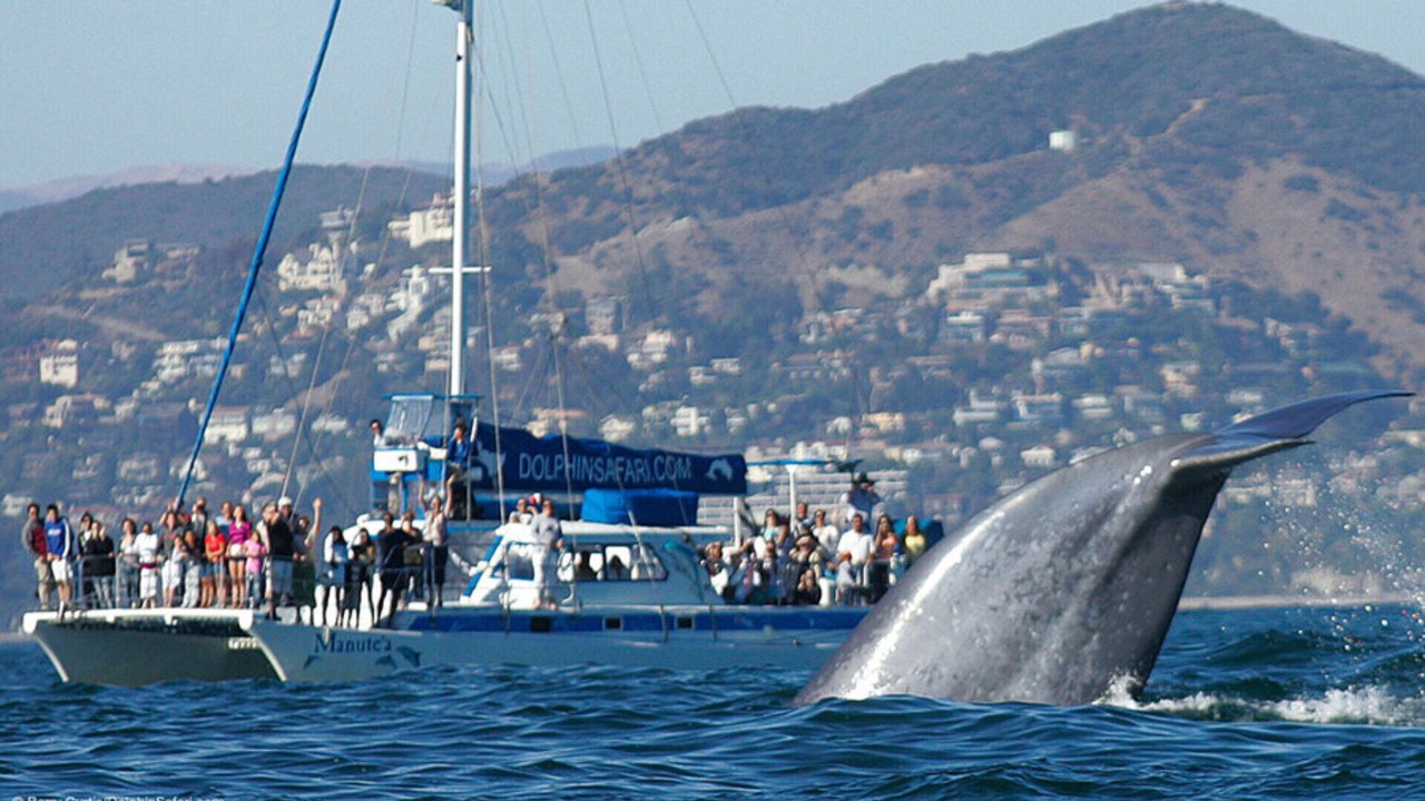 Photo of Others in Dana Point