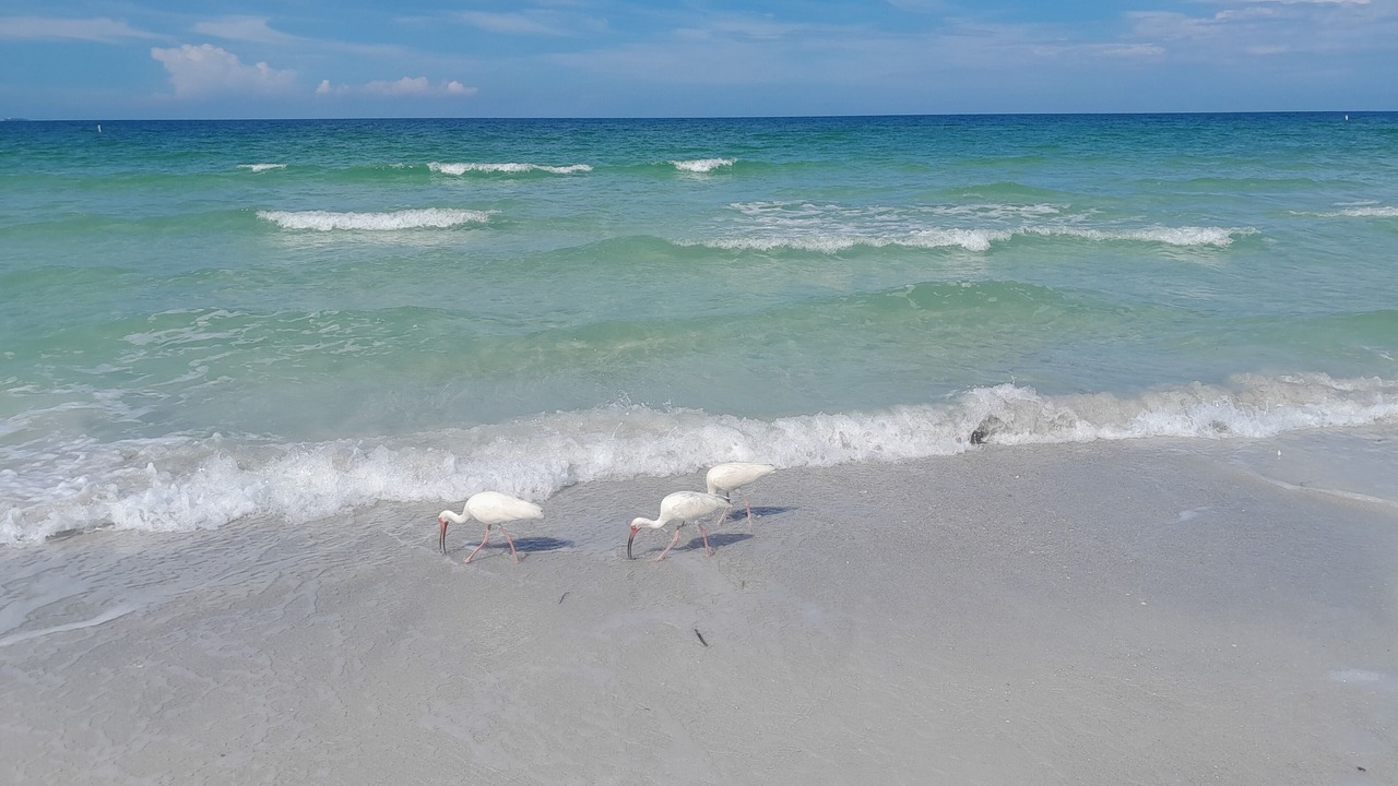 Photo of Others in St. Pete Beach