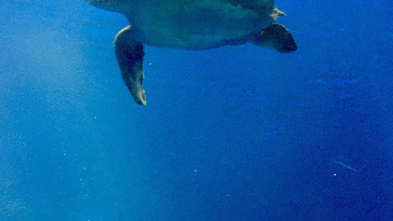 Photo of Others in Eastside Santa Cruz