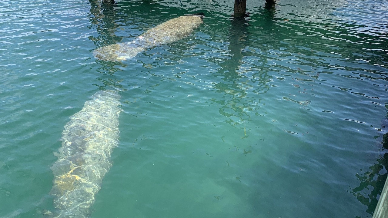Photo of Others in Bell Channel Bay