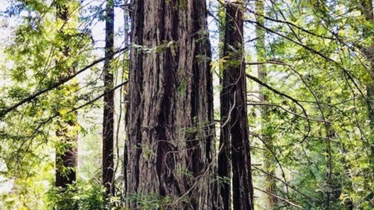 Photo of Others in Mendocino