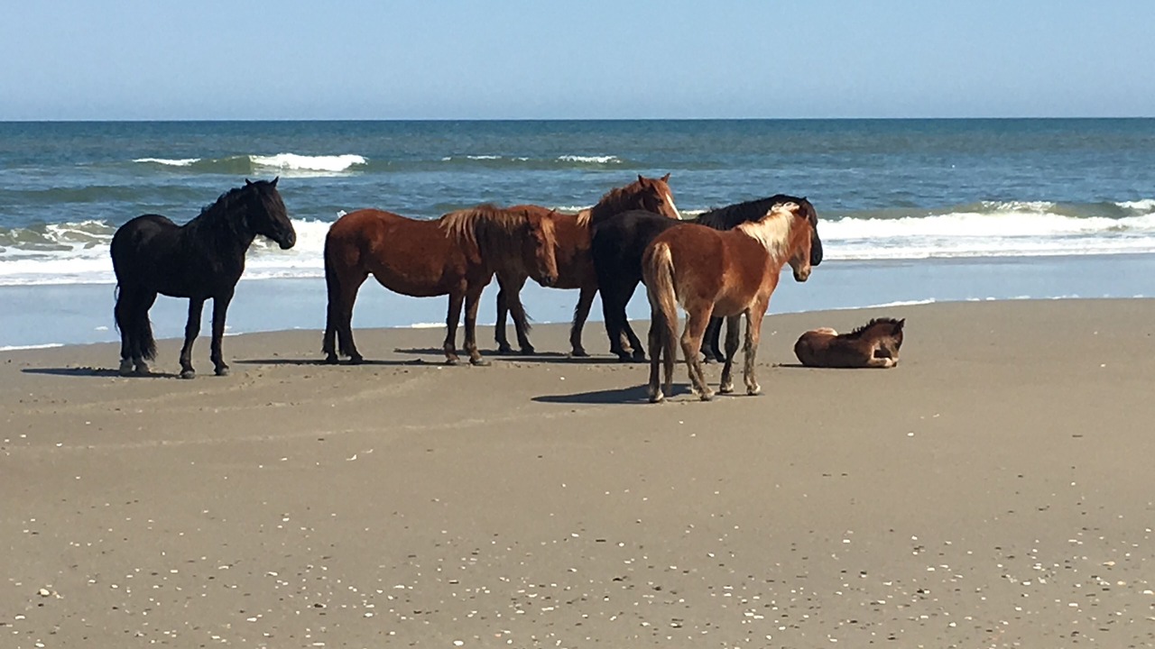 Photo of Others in Carova Beach