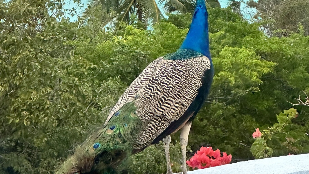 Photo of Others in Great Exuma