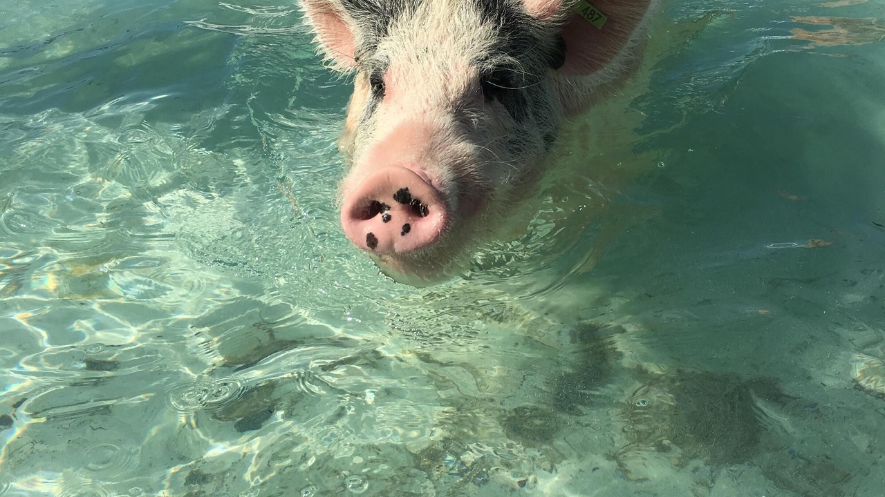 Photo of Others in Great Exuma