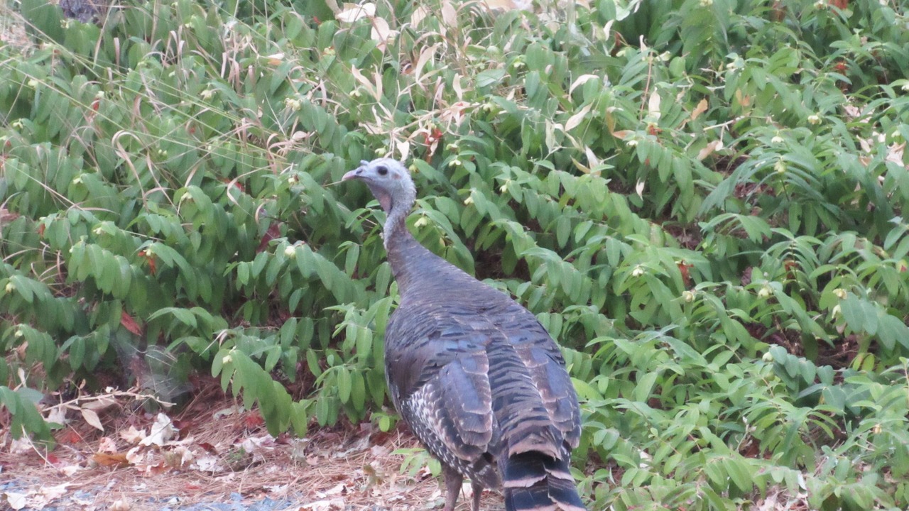 Photo of Others in Meadow Vista