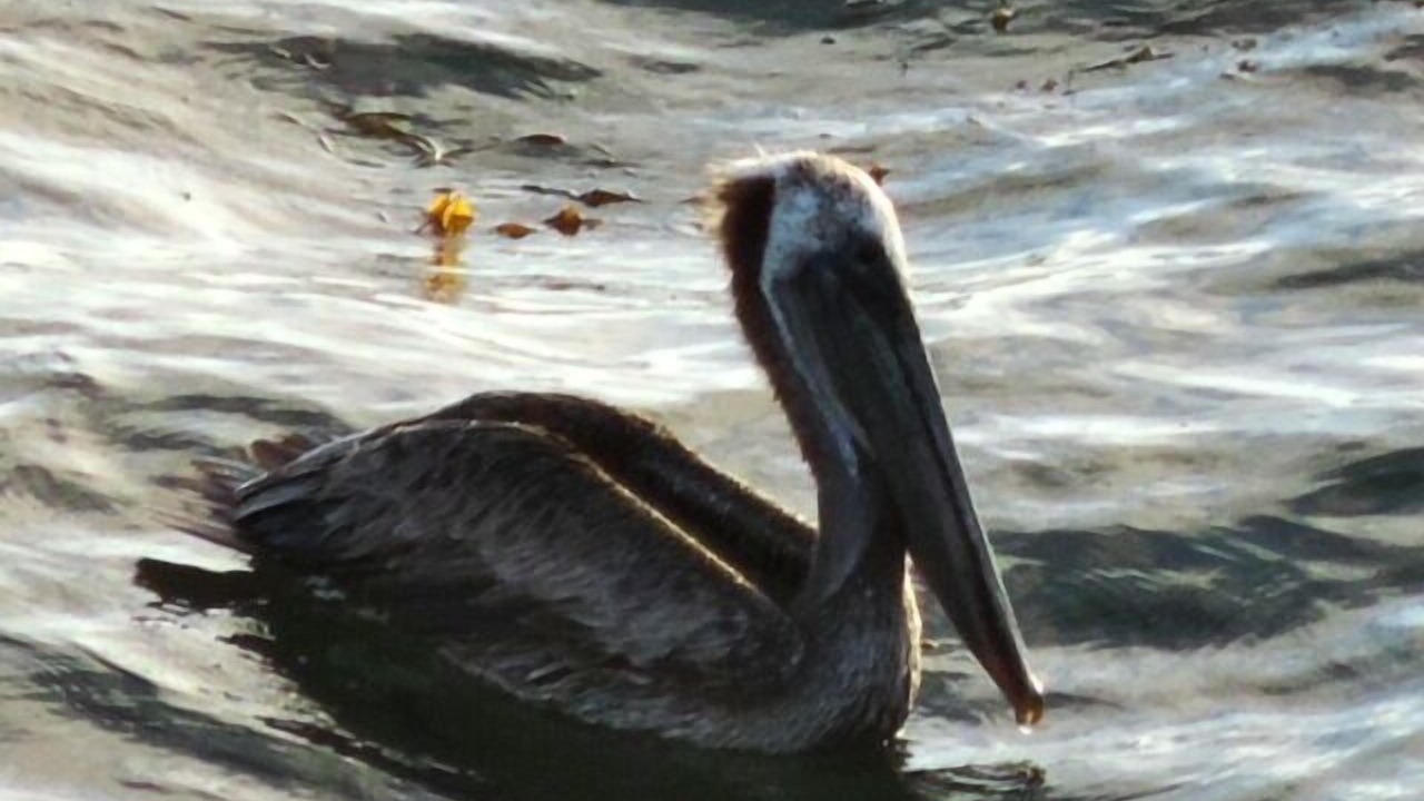 Photo of Others in Point Loma