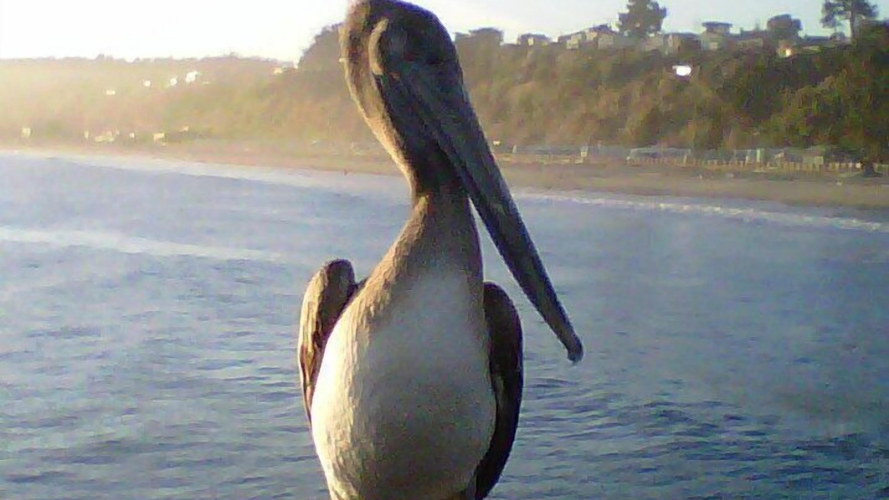 Photo of Others in Aptos