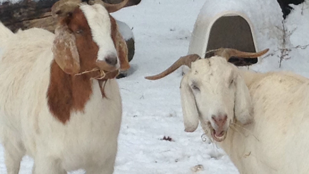 Photo of Others in Elkin