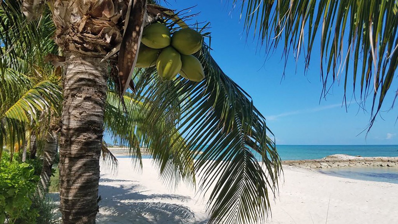 Photo of Others in Palm Cay