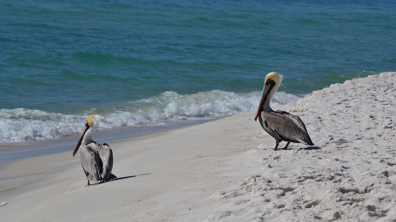 Photo of Others in East Pensacola Heights