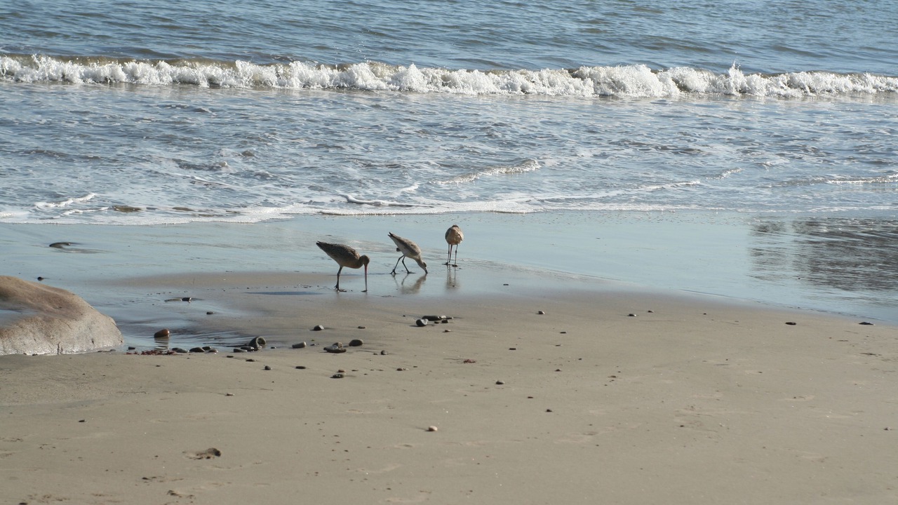 Photo of Others in Eastern Malibu