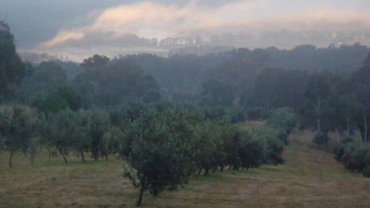 Photo of Outdoor in Carwoola
