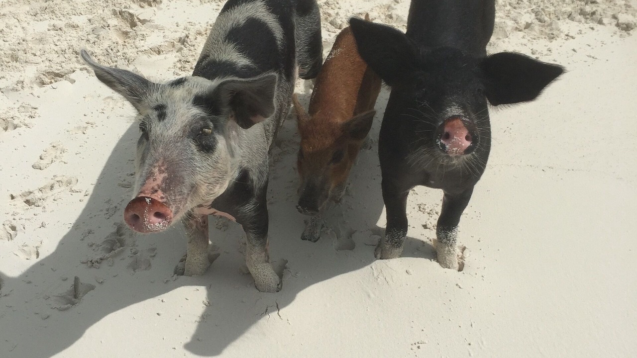 Photo of Others in Deadmans Cay