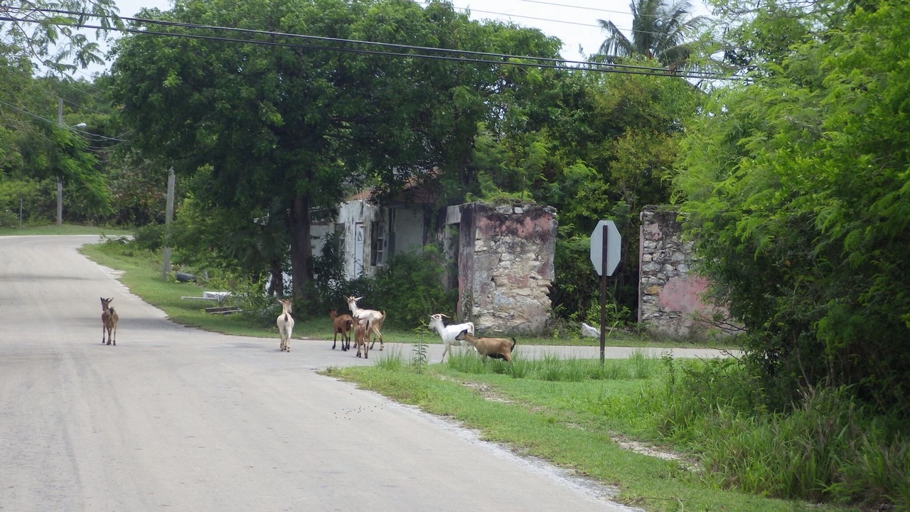 Photo of Others in South Palmetto Point