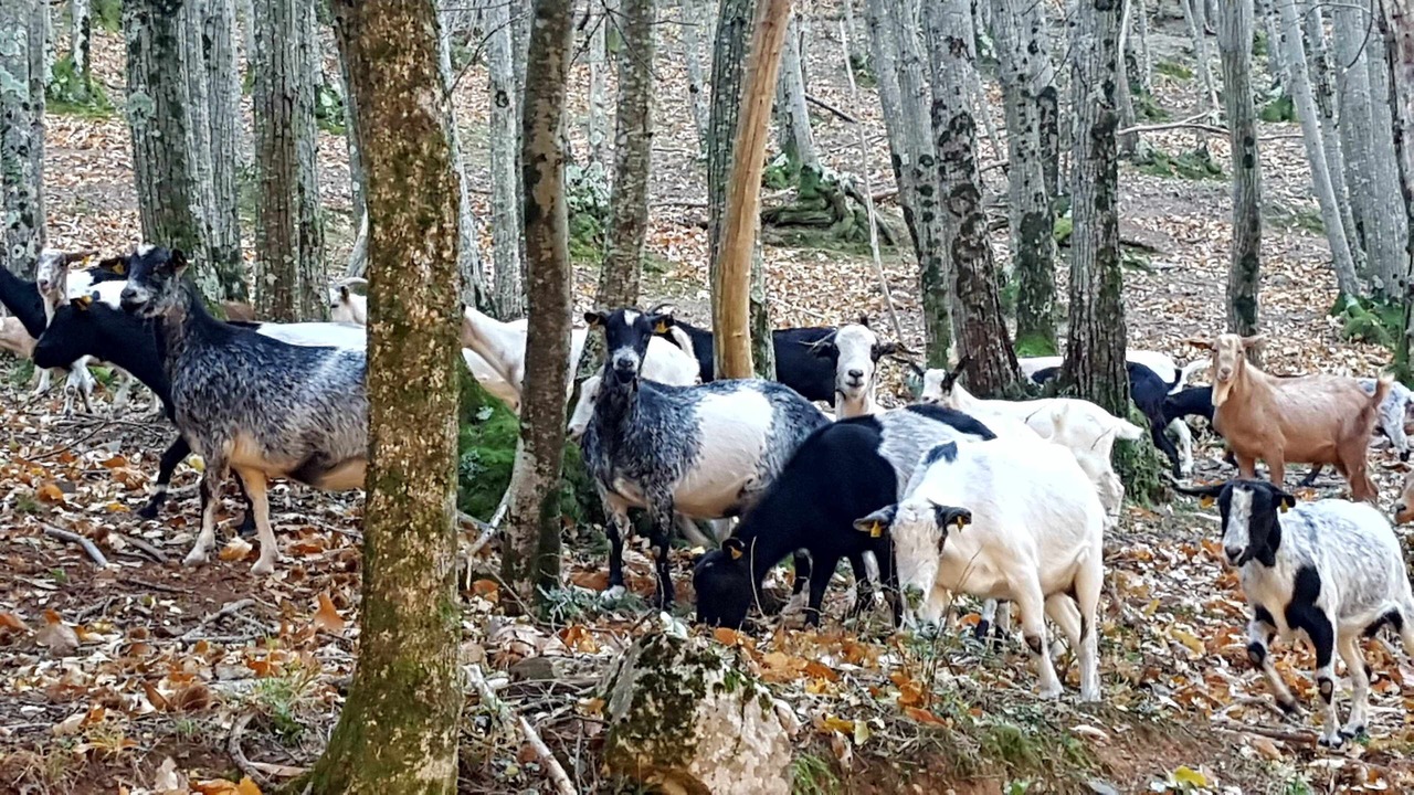 Photo of Others in Montagut