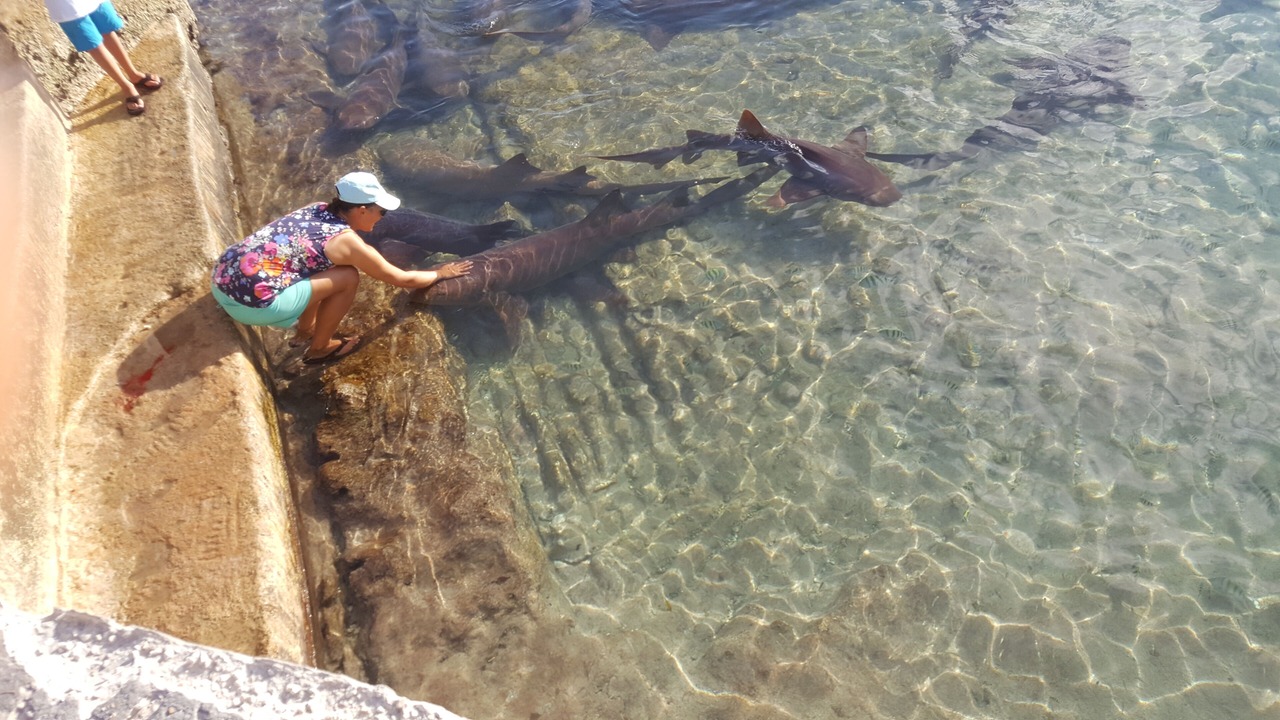 Photo of Others in Staniel Cay