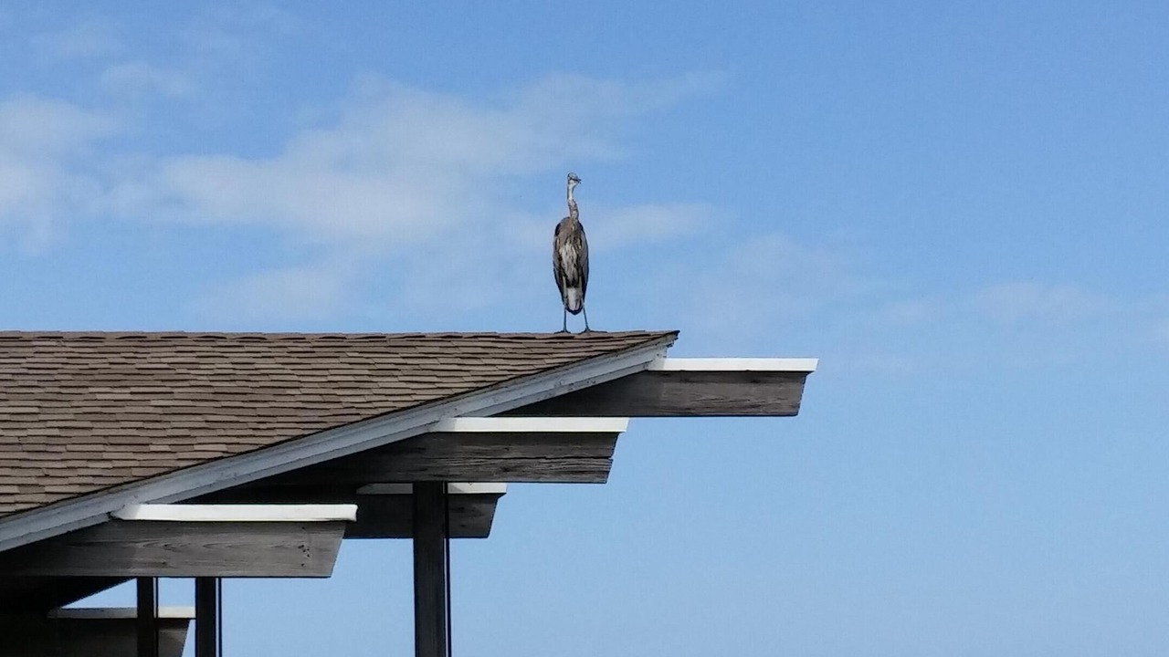 Photo of Others in Silver Cay