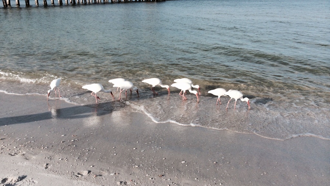Photo of Others in Old Naples
