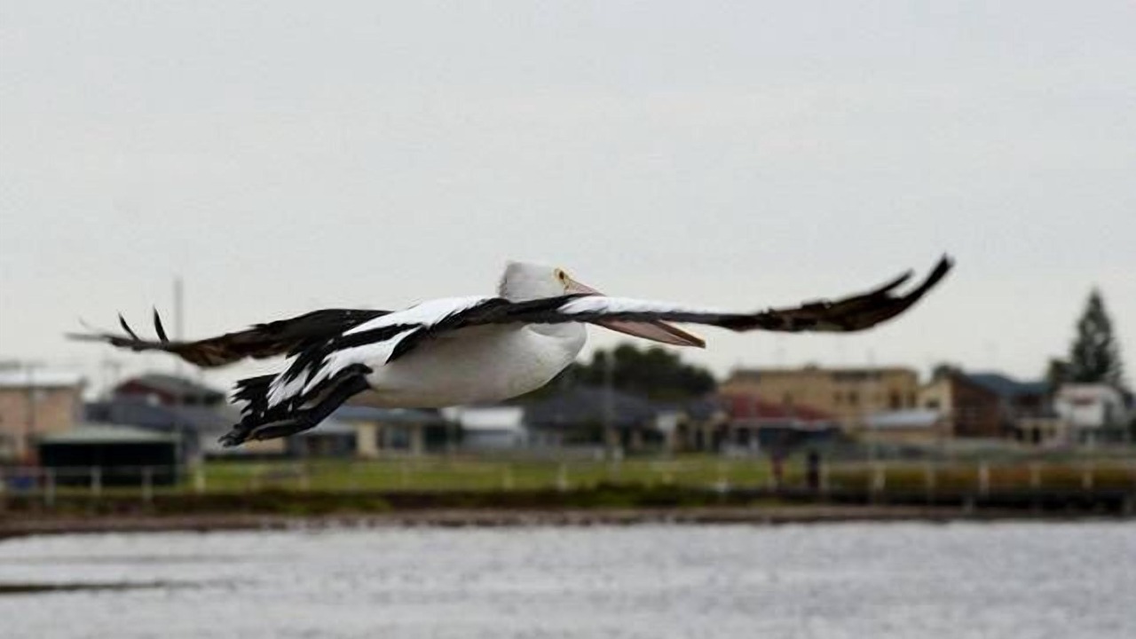 Photo of Others in Port Macdonnell