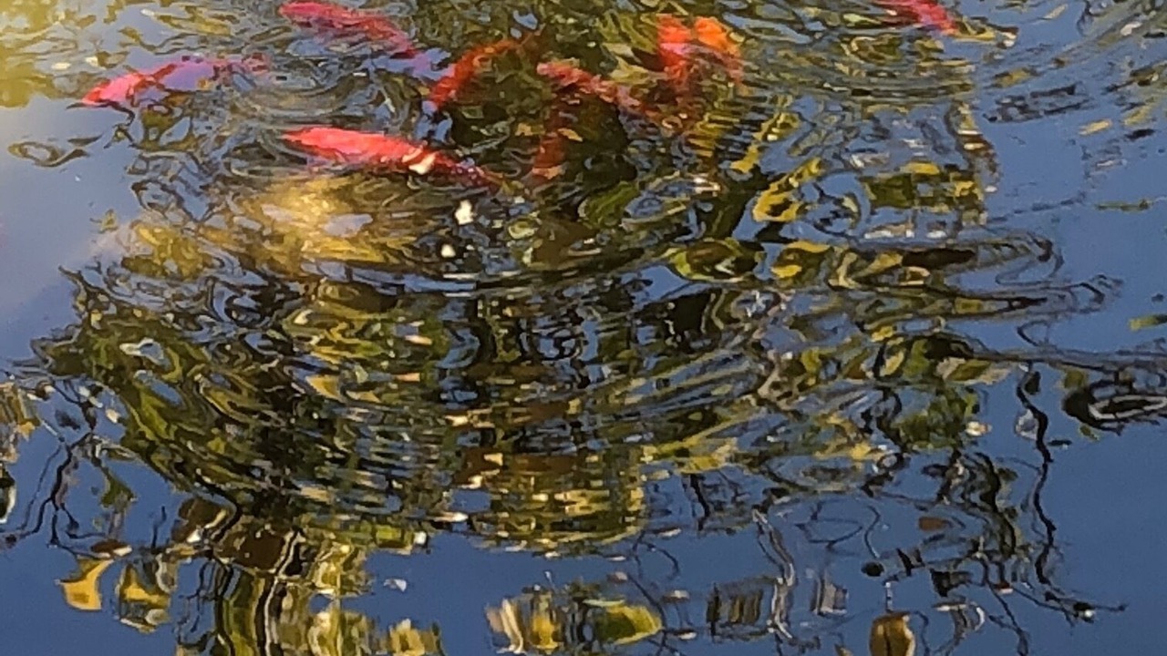 Photo of Others in Alameda