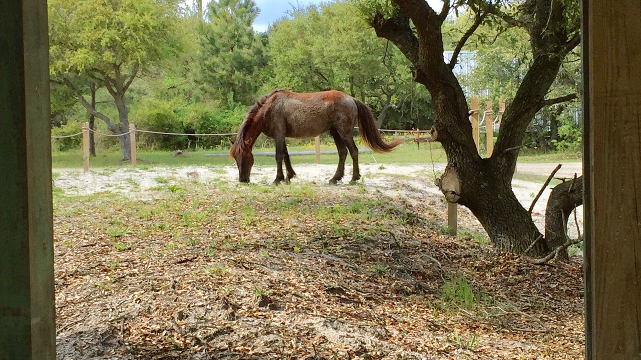 Photo of Outdoor in Carova Beach