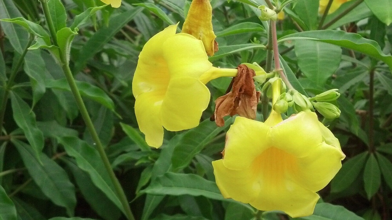Photo of Outdoor in Red Hook