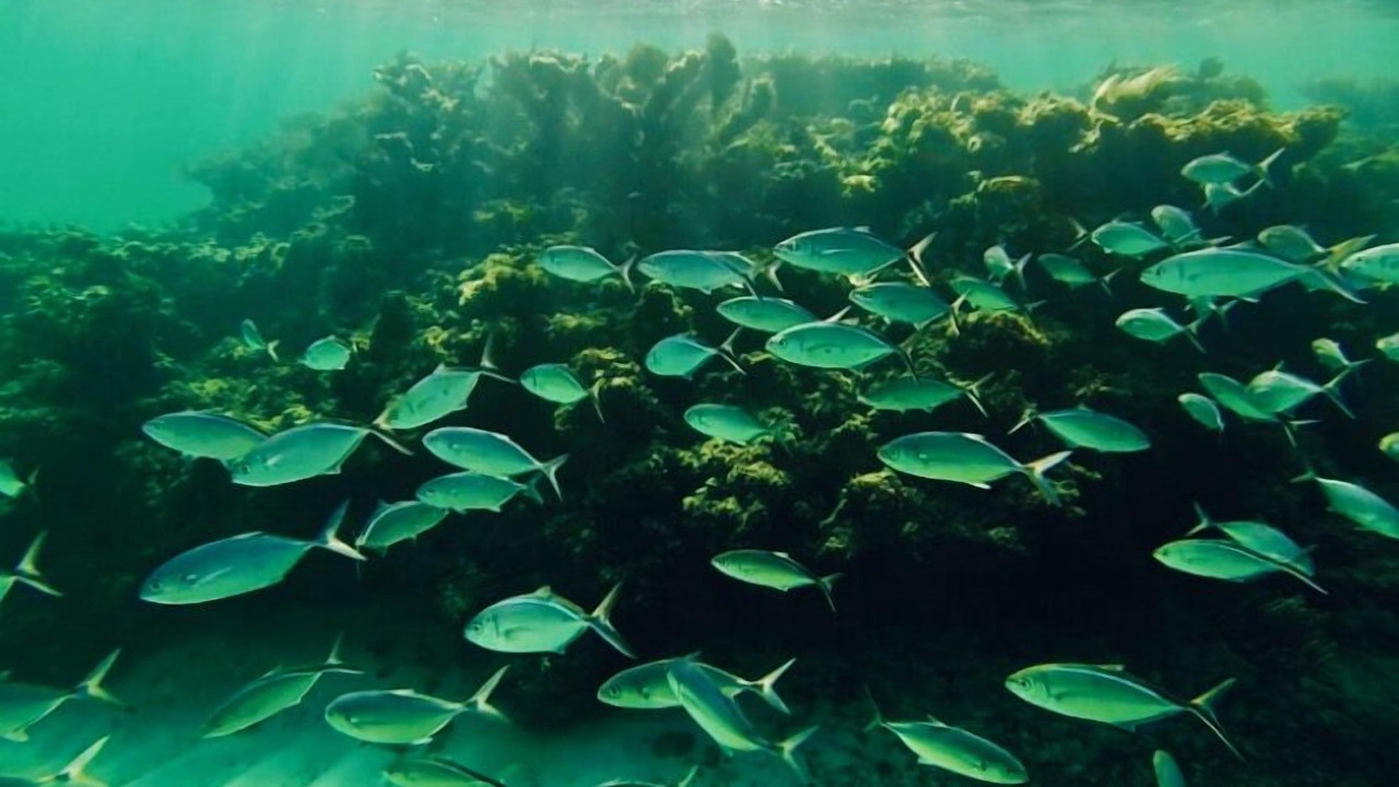 Photo of Others in Port Howe