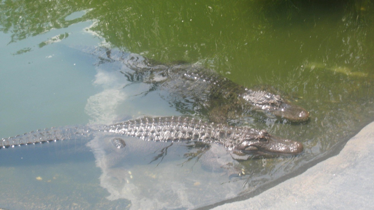 Photo of Others in Diamond Beach
