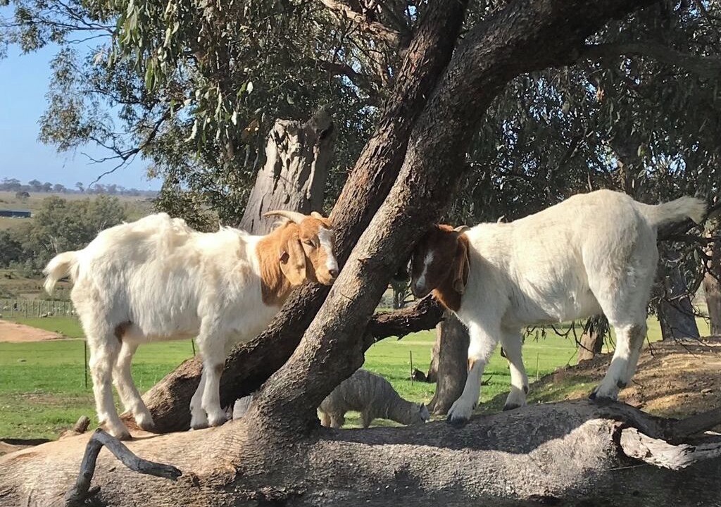 Photo of Outdoor in Eppalock