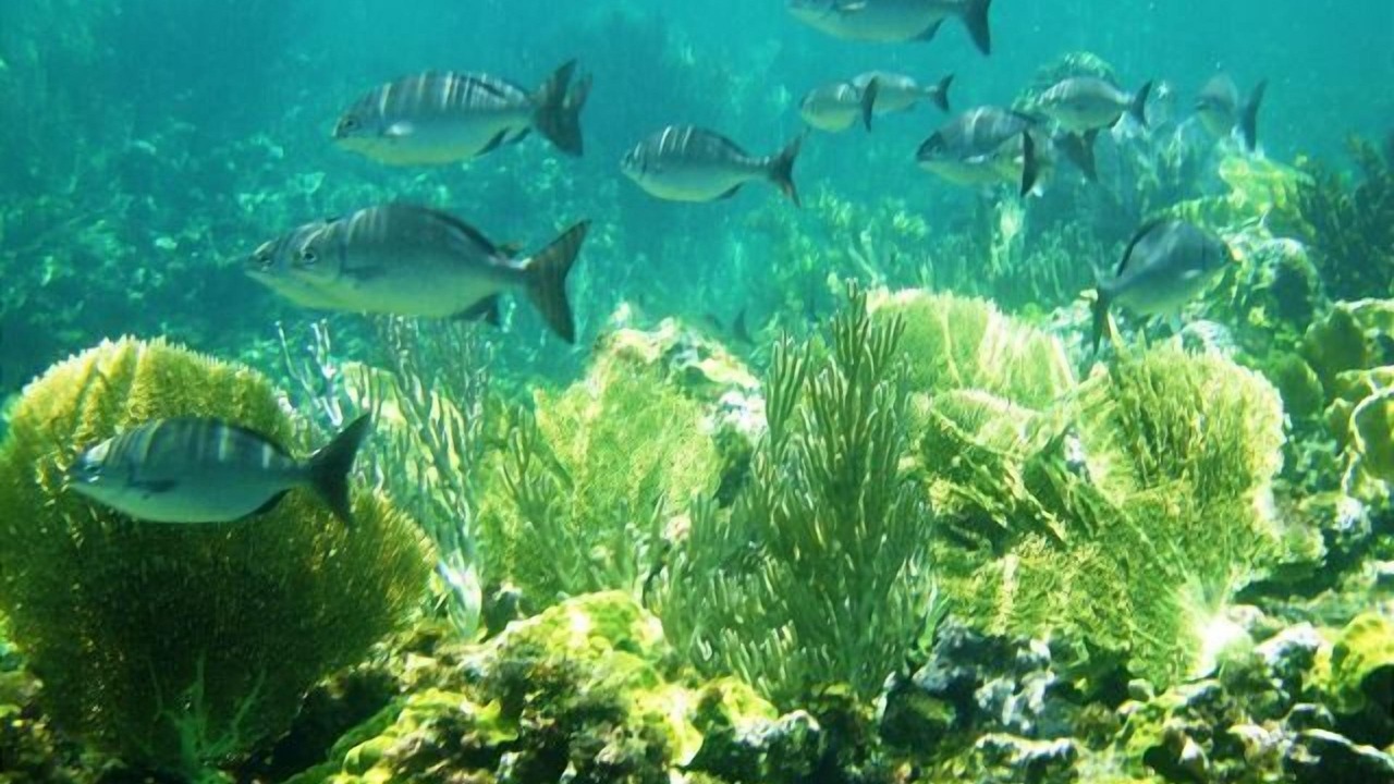 Photo of Others in Savannah Sound