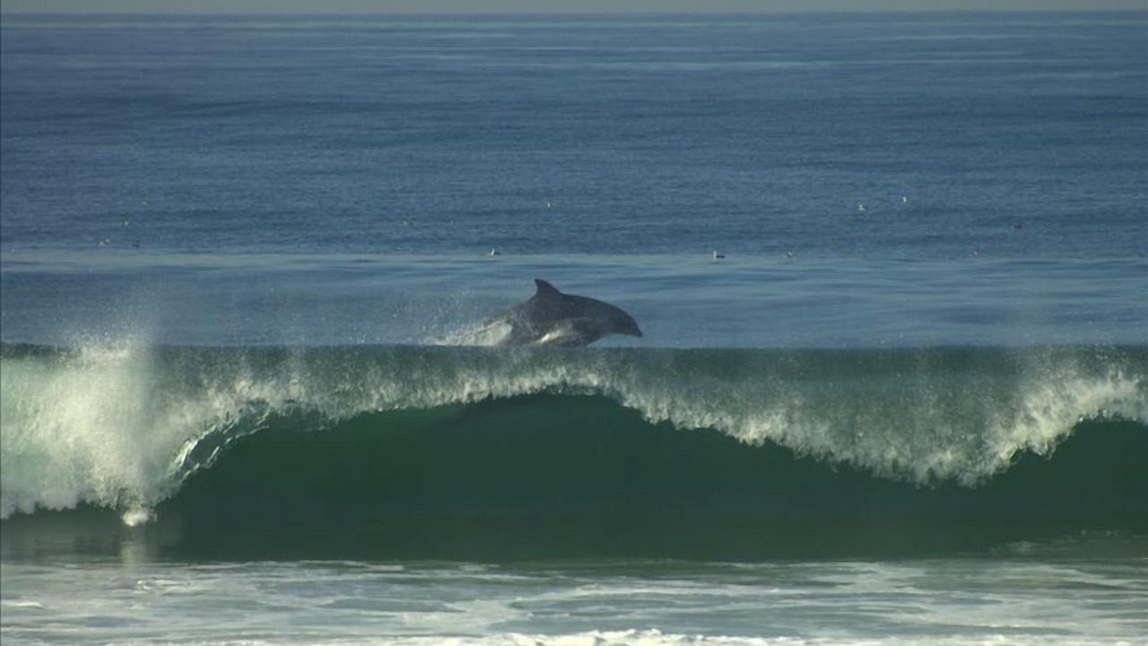 Photo of Others in Mission Beach
