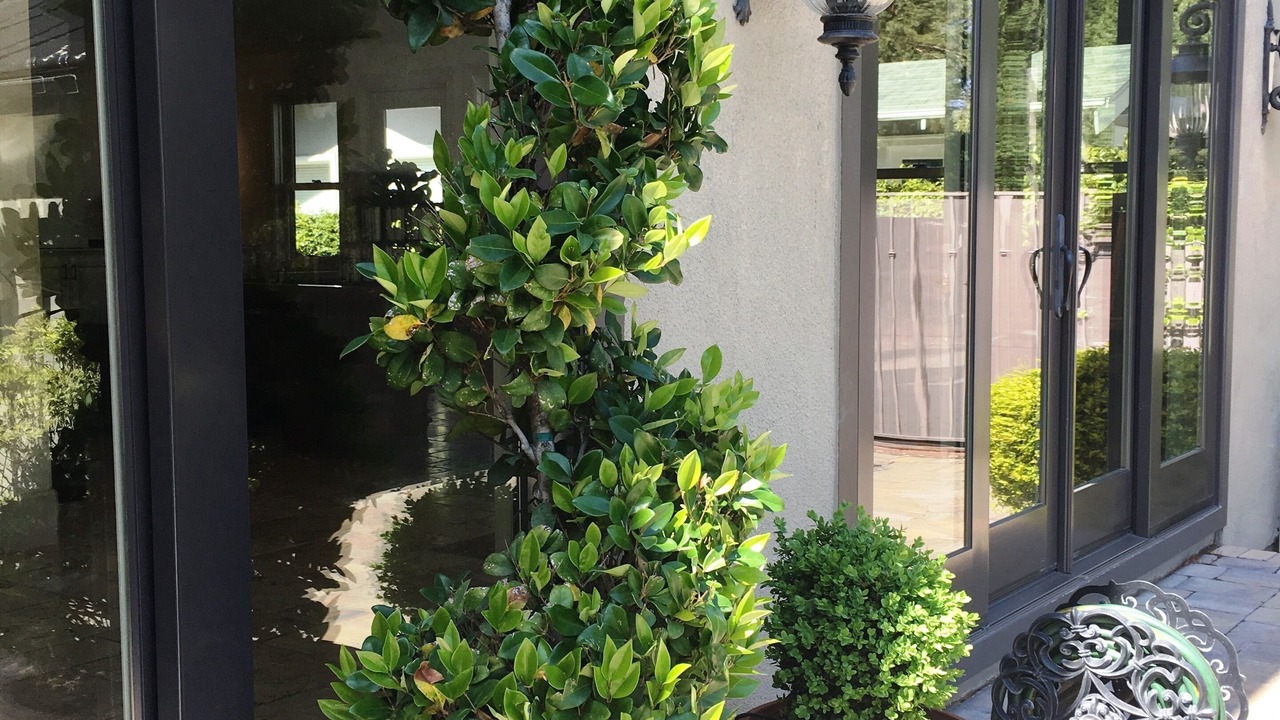 Photo of Outdoor in Willow Glen