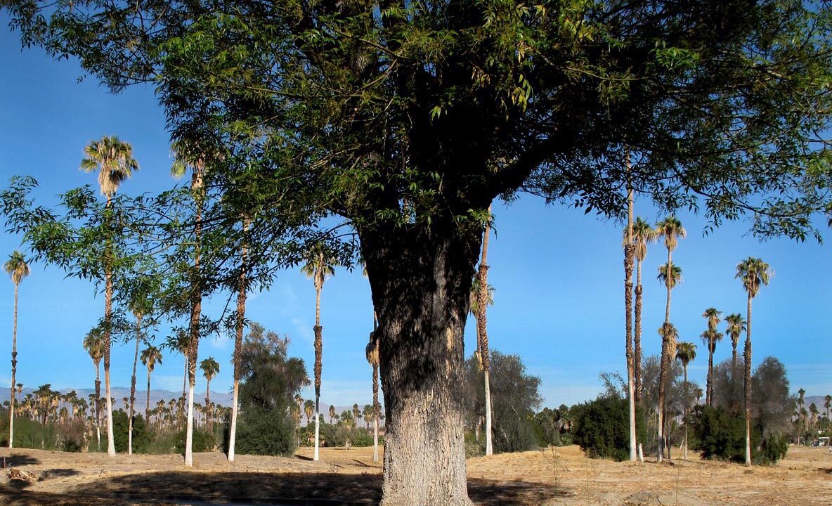 Photo of Others in Palm Springs